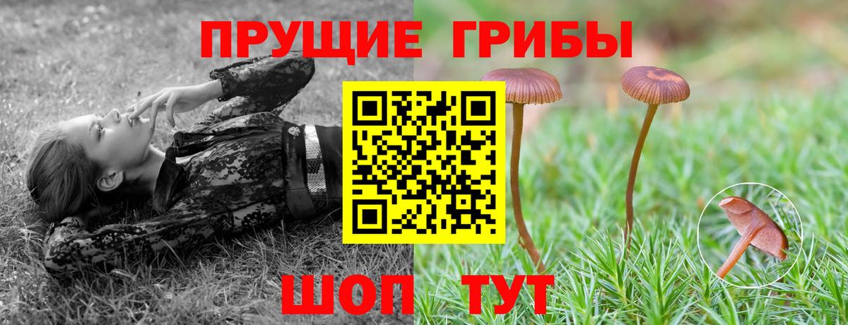 Хасавюрт  Псилоцибиновые грибы мицелий  Вход с VPN  Псилоцибиновые грибы прущие грибы 